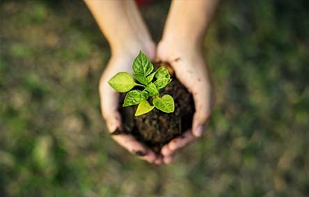 hands holding dirt and leaf